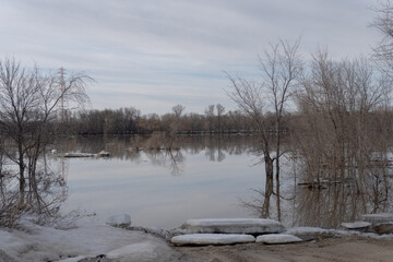 Fallen trees floating down the Red River in East Selkirk Manitoba flooding