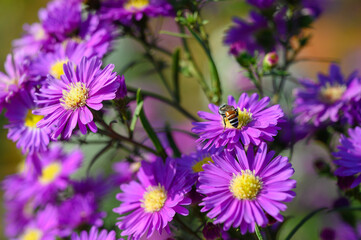 Fototapeta premium Purple flowers of Michaelmas Daisy (Aster Amellus), Aster alpinus, Asteraceae violet blooms growing in the garden in summer with a bee collecting pollen or nectar.