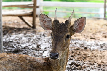 Headshot of Young fawn spotted deer or chitals portrait in a zoo. Wildlife and animal photo.