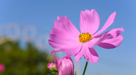 Beautiful pink cosmos flower (Cosmos Bipinnatus) blooming in natural park with blue sky on background.