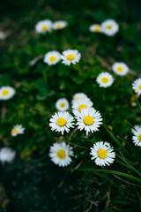 Obraz premium delicate white daisies in the green grass