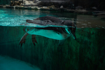 Fototapeta premium cute penguin swims in the pool with blue water