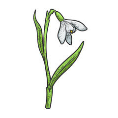 Snowdrop galanthus flower color sketch engraving raster illustration. T-shirt apparel print design. Scratch board imitation. Black and white hand drawn image.