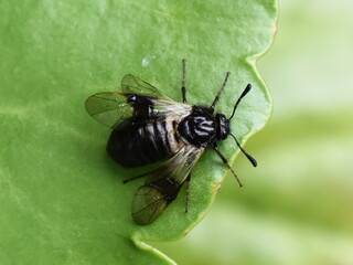The honeysuckle sawfly Abia fasciata sitting on a green leaf