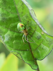 The green cucumber spider Araniella cucurbitina in its web on a leaf