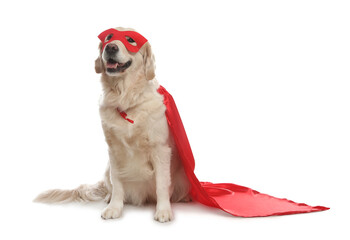 Adorable dog in red superhero cape and mask on white background © New Africa