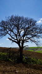 Cloudy blue sky and spring greenery. Crops emerging from the ground in the fields. Green fields in front of rural village landscape. Dirt country roads, plowed fields and dry trees. Focus is selective