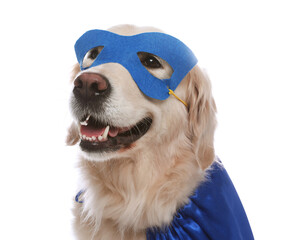 Adorable dog in blue superhero cape and mask on white background © New Africa