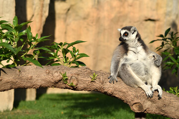 Ring-tailed lemur with a long beautiful tail. Animal of Madagascar, Africa. High quality nature photo. © Oksana