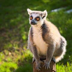 Ring-tailed lemur with a long beautiful tail. Animal of Madagascar, Africa. High quality nature photo.