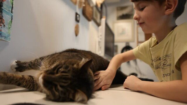 Boy scratches, strokes a tabby cat resting on table. Family, people and animals, friendship pet children together. Love, care, affection.