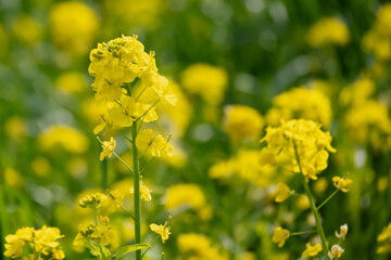 Obraz premium 満開の菜の花畑