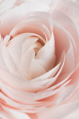 Rose flower macro photography. Pastel pink flower background. Close up, vertical