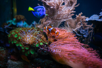 clown fish and other fish swim in the aukarium over the sea anemone 
