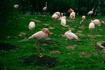 pink flamingos in the zoo