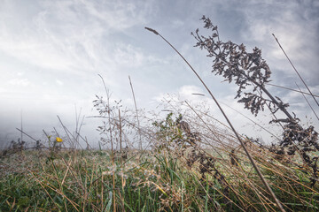 Grass and herbs on a wet field