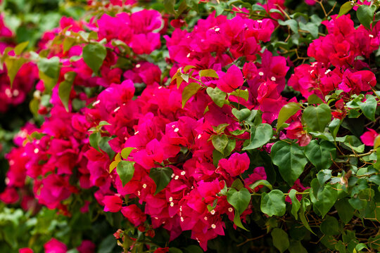 Pink azalea flowers in full bloom with green leaves on the bush. A beautiful tropical garden in spring. Rhododendron blooming season in April, May. Azalea flower festival. Rhododendron Family.