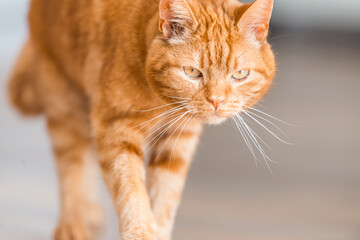 Cat comes walking towards you, cat photo, postcard, animal picture, ginger male cat