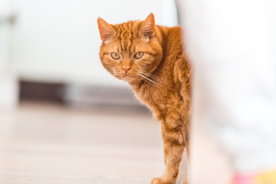 Cat stands behind a table leg in the kitchen, cat photo, postcard, animal picture, ginger male cat