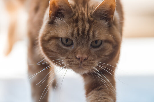 Cat comes walking towards you, cat photo, postcard, animal picture, ginger male cat