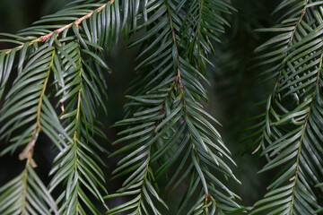 Spring Foliage and Flower Buds of the Coniferous Cow's Tail Pine or Japanese Plum Yew Cephalotaxus harringtonia