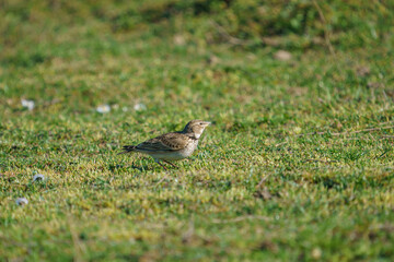 Calandra Lark (Melanocorypha calandra) perched on grass