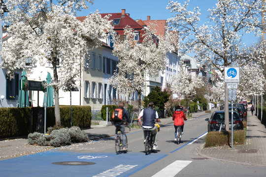 Blühende Magnolien und Radfahrer in Konstanz