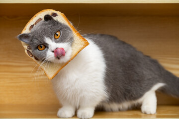 a cut british shorthair cat with slice of bread on the head