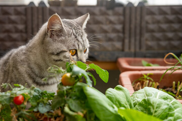 an american cat in front of a planted tomato