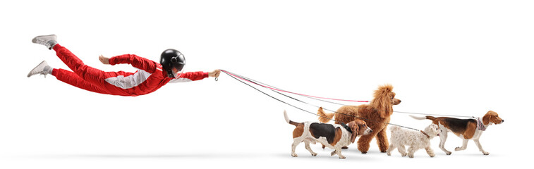 Racer in a suit and helmet flying and walking dogs