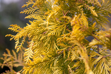 golden thuja grow macro, selective focus of Thuja shrub leaves, natural golden leafy background