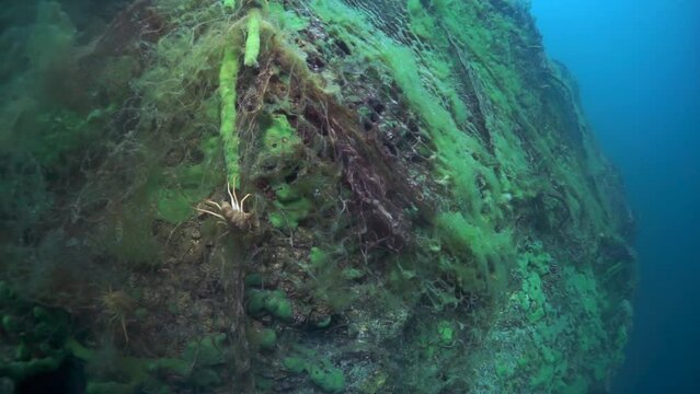 Macro shooting crayfish Acanthogammarus deep underwater in animal world of peculiar wild nature of Lake Baikal in Siberia Russia.