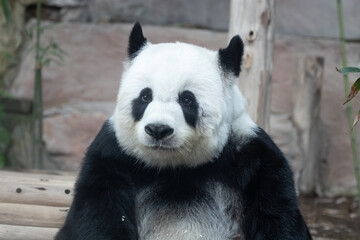 Sweet Fluffy Panda in Thailand, Lin Hui