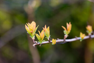 prspring background thin spring twigs with young fresh tree buds