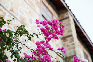 A branch of blooming pink bougainvillea on the background of an old building