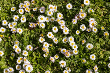Wiese mit bl&uuml;henden Margeriten Blumen