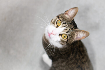 Close-up of cat with white nose and green eyes. White whiskers. Tiger hair. Looking upwards, zenithal. From above. From the ground. Light background. Horizontal.