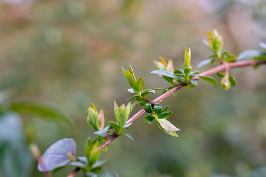 pring background thin spring twigs with young fresh tree buds
