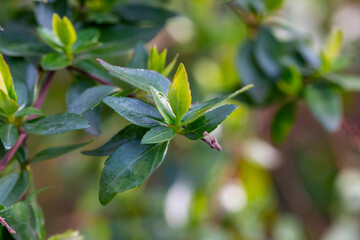 pring background thin spring twigs with young fresh tree buds