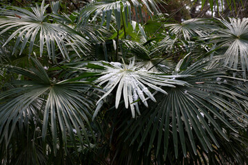 Leavs of palm trees covered with snow, background. The concept of an unexpected cold snap in the tropics