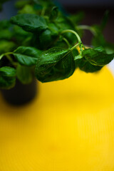 Fototapeta na wymiar fresh green basil with water drops on a yellow background. home greens. fresh food. organic farming