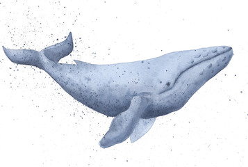 Watercolor illustration. Whale on a white background. Watercolor splashes.