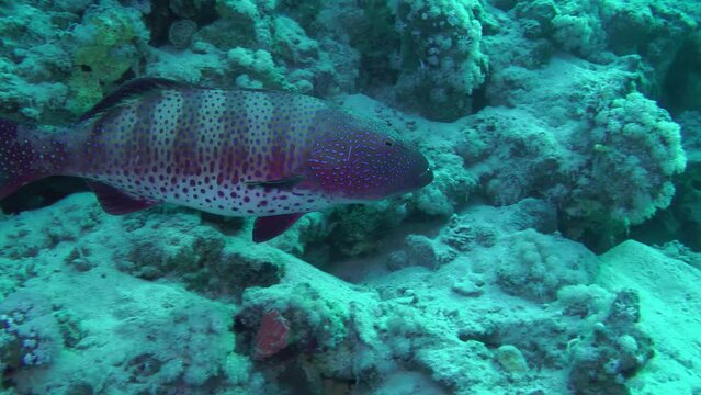 Leopard Grouper (Plectropomus pessuliferus) slowly swims along the coral reef wall, large specimens have no enemies except spear hunters.