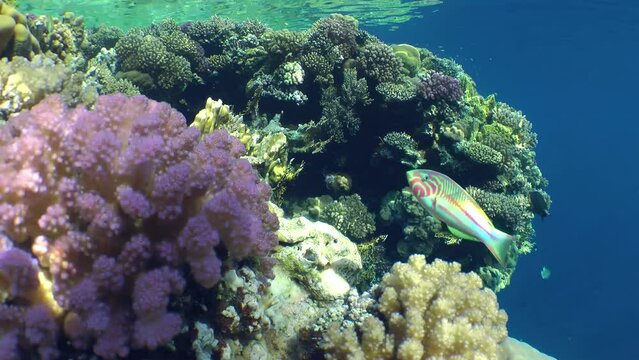The brightly colored Klunzinger's wrasse (Thalassoma rueppellii) swims against the backdrop of a picturesque coral reef.