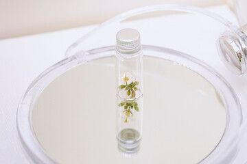 Little plant inside of a little bottle over a mirror