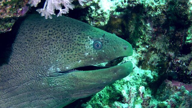 Portrait of a Giant moray (Gymnothorax javanicus) that sticks its head out of its hole and opens its mouth to the beat of breathing, close-up.