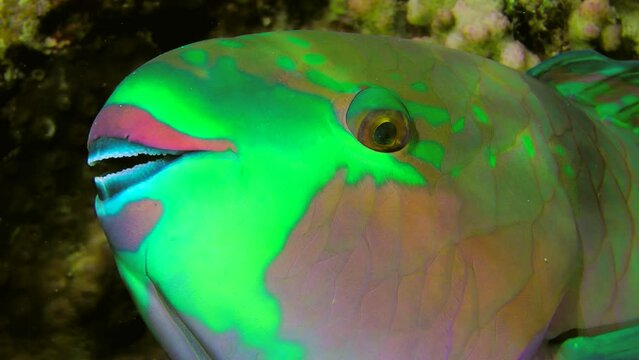 At night, Heavybeak parrotfish (Chlorurus gibbus) freezes under a coral bush and practically does not move until morning, portrait.