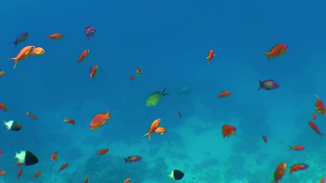 Red-orange Sea goldie or Lyretail Anthias (Pseudanthias squamipinnis) with other small fish feed on plankton in the water column, still camera.