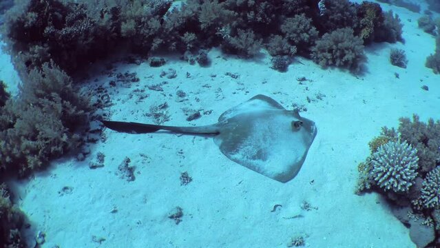 Large Cowtail stingray (Pastinachus sephen) lies on a sandy bottom among coral thickets.