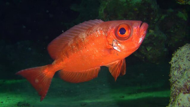 Moontail bullseye (Priacanthus hamrur) on a dark background of a coral reef cave, close-up.
